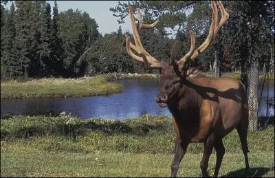 Au lac Saint-Jean, un arrt s'impose pour dcouvrir la faune de la fort canadienne, loups, orignaux, bisons, quel est ce zoo o les animaux sont en libert ?