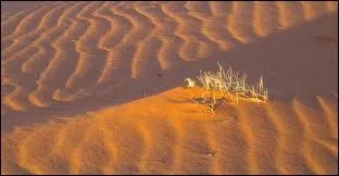Le grand dsert de sable ( The Great Sandy Desert ) est un vaste dsert de dunes longitudinales situ en 