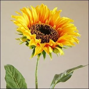 Le voyage autour du monde d'un tournesol dans sa ...