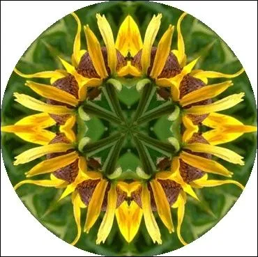 Le voyage autour du monde d'un ... dans sa fleur