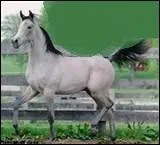 Et de ce cheval arabe ?