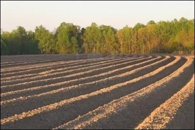 Complétez : À l'autre extrémité de la (... ) labourable,