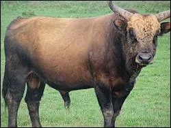 - avec des têtes courtes et (... )