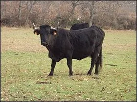 - (... ) gros yeux farouches, ces mouvements brusques,