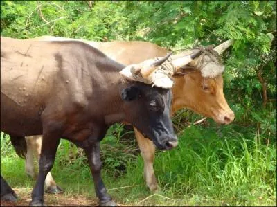 C'est ce qu'on appelle des bufs (... ) liés. »