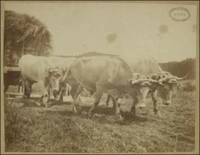 - qui menait, à quelque distance, (... ) bufs,