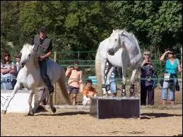 Quelle est cette discipline ?