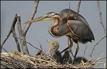 Quel est cet chassier ? (Photo (c) LPO)