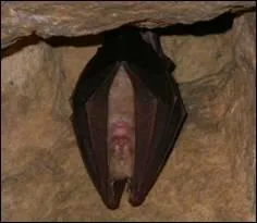 Comment s'appelle cette petite chauve-souris ?