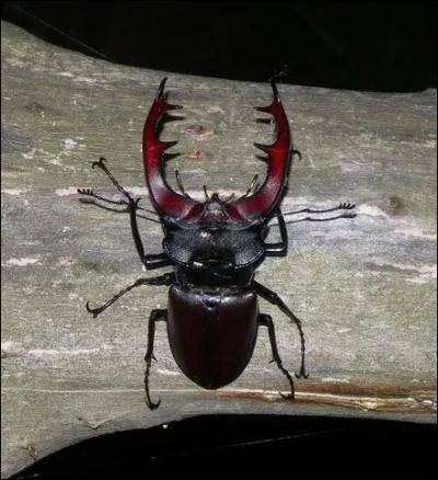 Comment s'appelle cet insecte aux mandibules si caractristiques ?