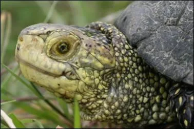 Quelle est cette petite tortue ?