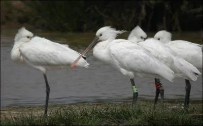 Comment s'appellent ces oiseaux limicoles ?
