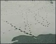 Et sur la neige on voit se (... ) Les pas toils des oiseaux.