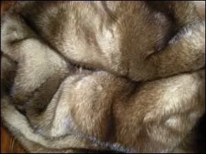 Des poils roux d'une bte fauve (... ) le torse blanc de Vnus. 