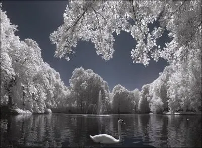 Dans le bassin des Tuileries, Le cygne (... ) pris en nageant,