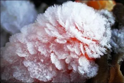 Les vases ont des fleurs (... ), Sous la charmille aux blancs rseaux ;