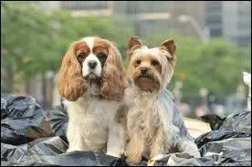 Et comment se nomme ce t�l�film Disney Channel (Question pr�c�dente) ?