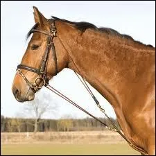 Que porte ce cheval ?