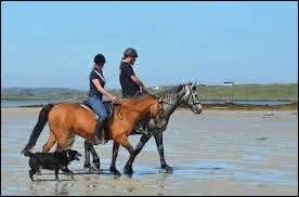 A quelle allure vont ces chevaux ?