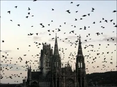 Quels sont les animaux tueurs dans  Les oiseaux  ?