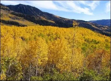 Nous cherchons la vie sur d'autres plantes mais quel ge a l'organisme le plus vieux connu sur la Terre ?