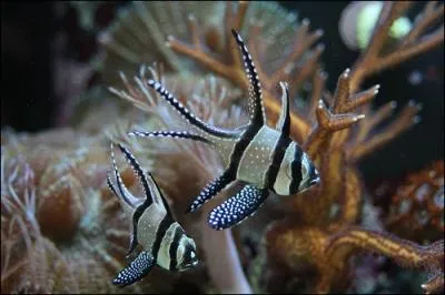 Ce poisson vit en troupeau, il est de taille moyenne, mais quel est le nom de ce poisson ?