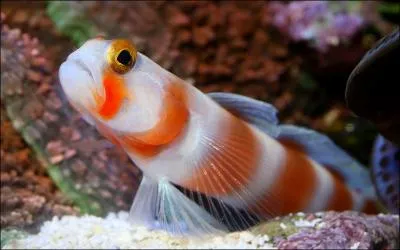 Voil un petit gobi, il vit souvent avec une crevette avec qui il nettoie le sable, mais savez-vous comment se nomme ce poisson ?