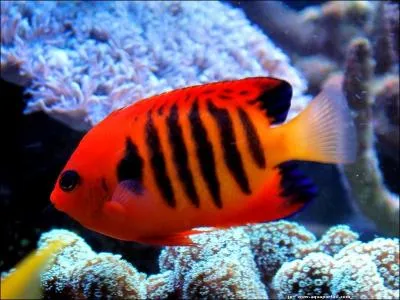 Quel est ce poisson trs color pouvant tre assez couteux en magasin ?