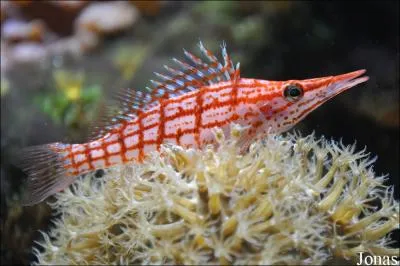 Quel est le nom scientifique de ce cher poisson pouvant se poser comme un oiseau sur des objets ou autre ?