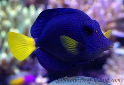 Ce poisson est l'un de mes prfrs, avec son bleu velours et sa queue jaune, mais quel est son nom latin ?