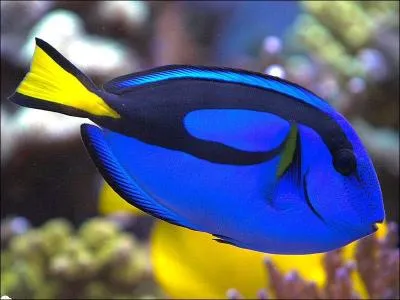 Encore un poisson de Disney,  Le monde de Nemo , mais quel est ce poisson ?