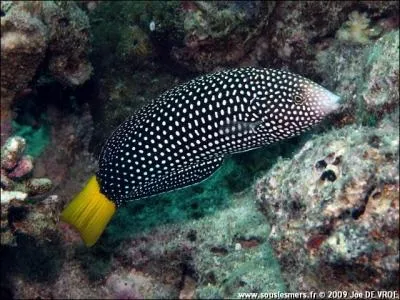 Quel est ce poisson marin ?