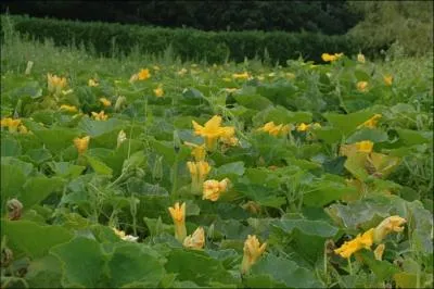 De quelle famille de plantes herbaces est-il ?