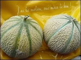 Le type de melon le plus cultiv et le plus savoureux dans l'hexagone est :
