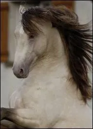 Et la robe de ce cheval ?