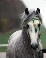 Comment les chevaux compensent-ils l'angle mort (partie masque de la vision) qu'ils ont ? (au moins 2 rponses)