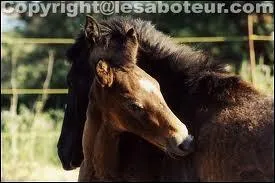 Comment les poulains apprennent-ils les  rgles de vie   des chevaux ?