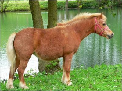 Jusqu' quelle taille un cheval s'appelle-t-il  poney  ?