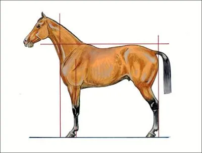 Quels sont les membres antrieurs d'un cheval ?