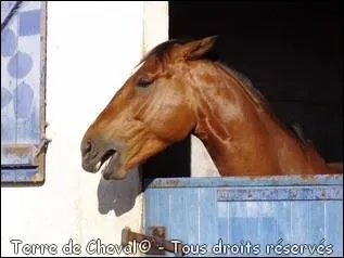 Quelle est l'humeur d'un cheval dont les oreilles sont couches vers l'arrire et dont les naseaux sont pincs ?