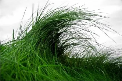 Quels Pokmon possdent-ils la capacit spciale  Herbivore  ?