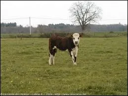 Qu'est-ce qu'une gnisse ?