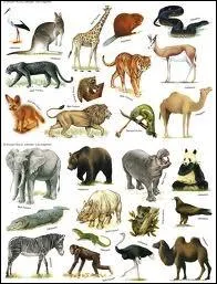 Quel animal vrombit ?