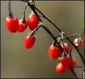 Que sont ces baies asiatiques aux vertus exceptionnelles lies  l'immortalit ?