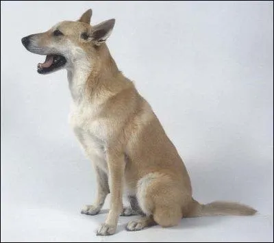 Quelle est cette race de chien ?