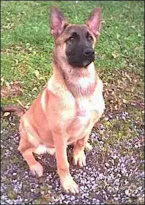 Quelle est cette race de chien ?