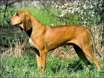 Attention, ne confondez pas ...