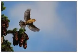  Tels des oiseaux, ils s'envolent  :