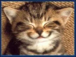  Les animaux sont mille fois moins malheureux qu'eux  (Candide). On a ici :