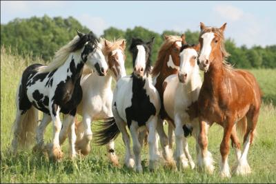 Les chevaux vivent-ils en troupeau ?